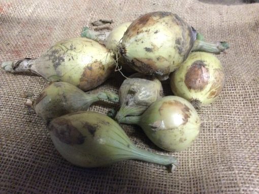 Lök mild stor lök 3kg