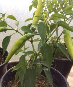 Chili gul