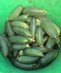 västeråsgurka 500gr