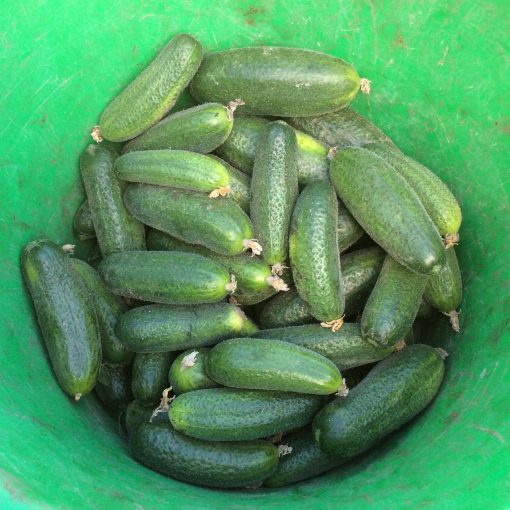 västeråsgurka 500gr