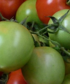 Gröna omogna tomater 1kg