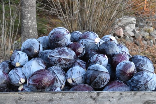 Rödkål 3kg