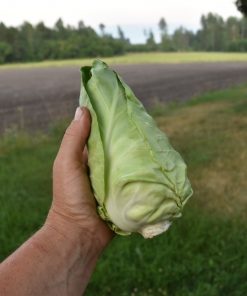 Mini spetskål