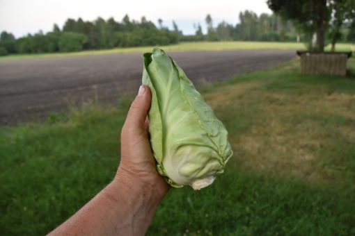 Mini spetskål