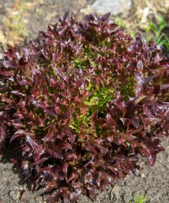 Sallad salanova röd