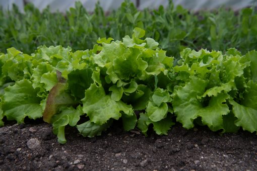 olika bladsallad 180gr