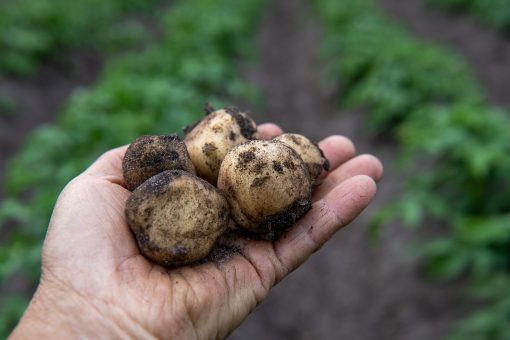 Färsk potatis 2kg