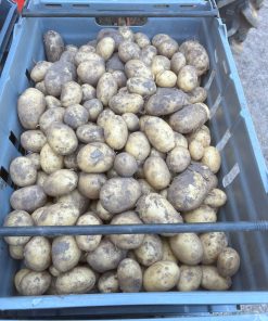 Octa 2kg