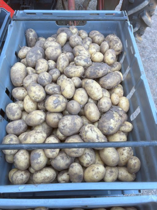 Octa 2kg