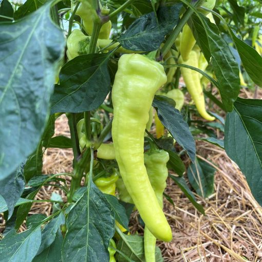 Sweet Banana chili