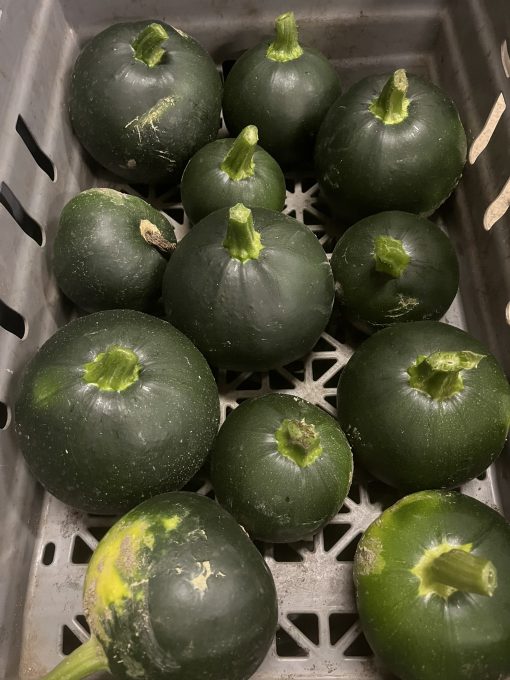 Rund squash 2kg
