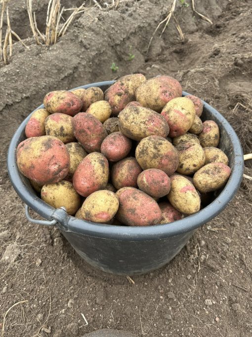 King Edvard ngt mjölig 5kg