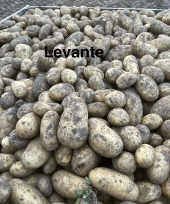 Levante 2kg
