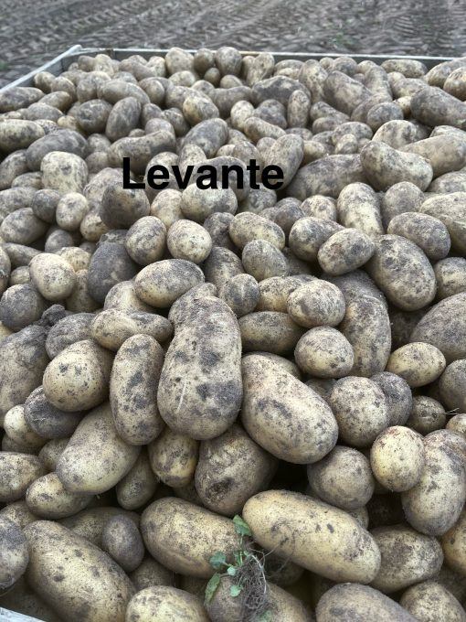 Levante 2kg