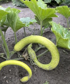 Trombochini squash