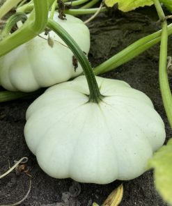 Mussel squash