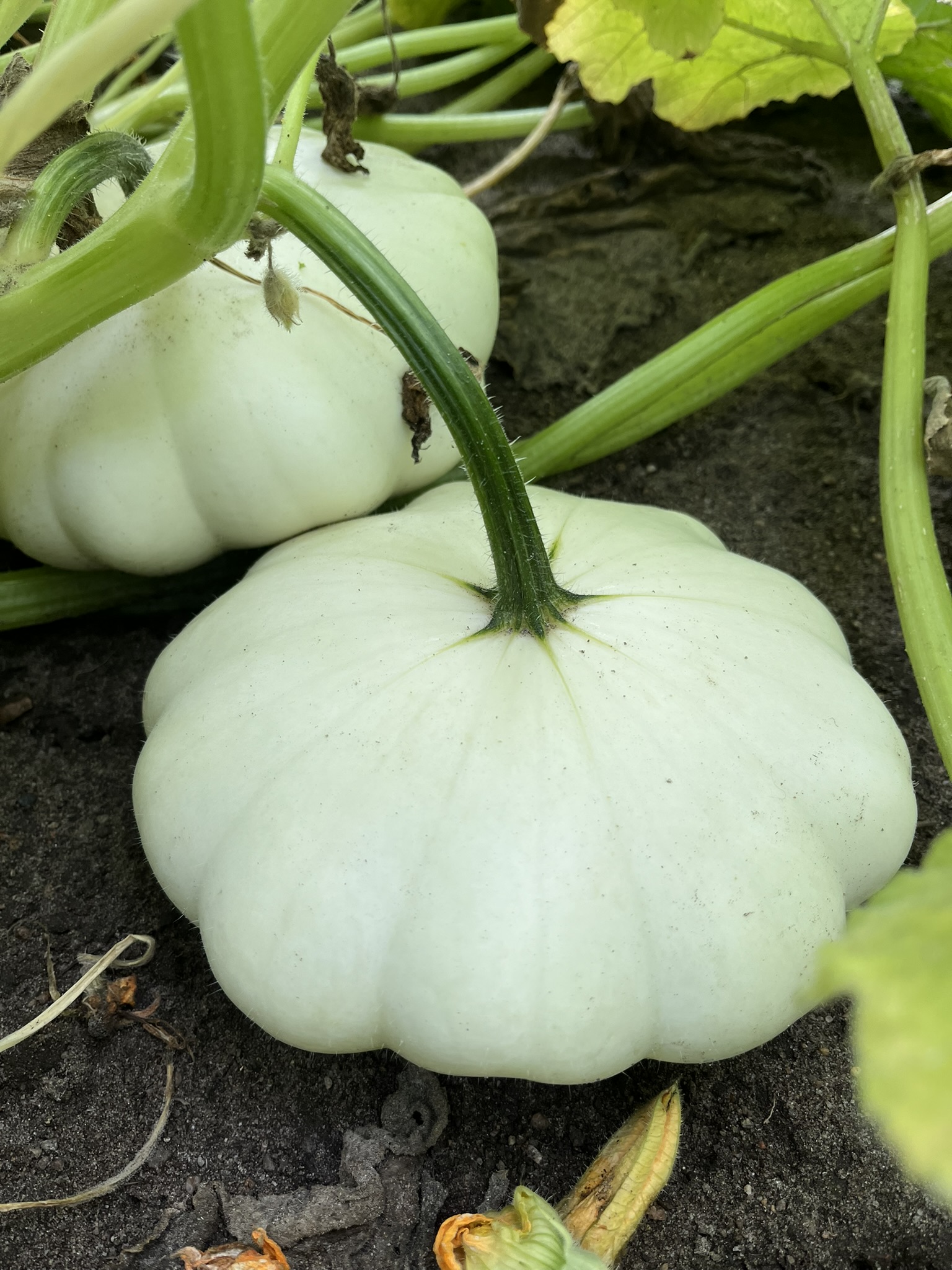 Mussel squash