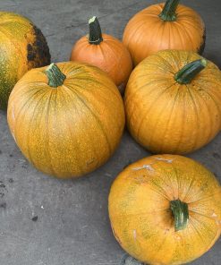 pumpa ca. 5-6kg