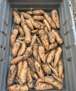 Sötpotatis ca 1kg
