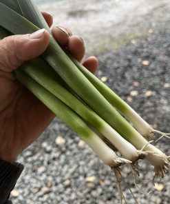 små späda purjolökar ca 200gr