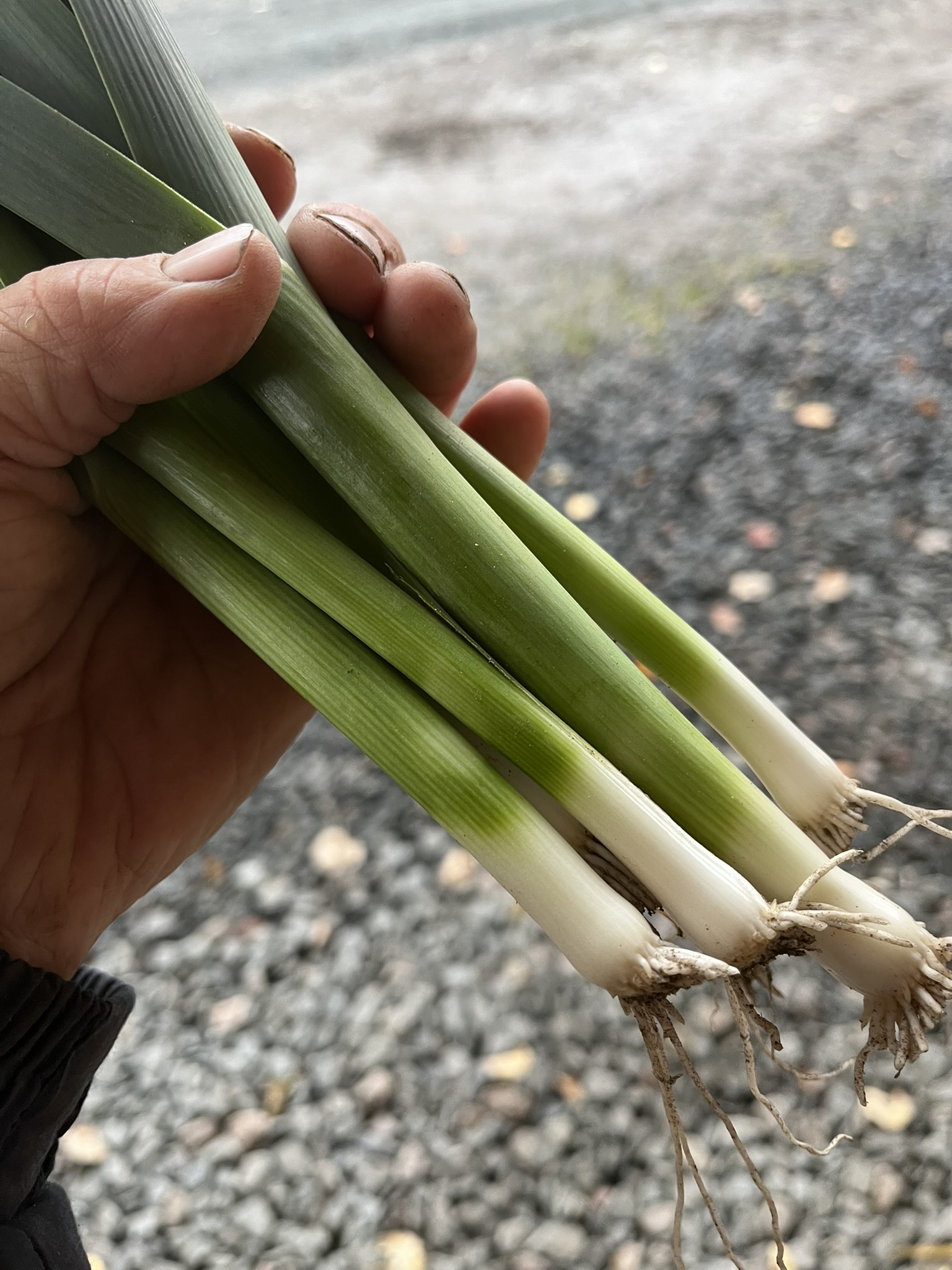 små späda purjolökar ca 200gr